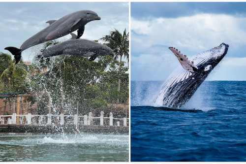 Video: Hoy es el Día Mundial de las Ballenas y los Delfines